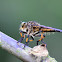 Mosca de patas largas