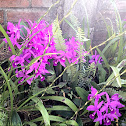 Flor de San Sebastián