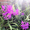 Flor de San Sebastián