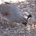 Gambels Quail