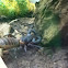 Vinegaroon