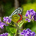 Common Jezebel