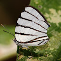 Fine-Lined Hairstreak