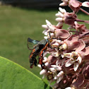 Squash Vine Borer