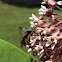 Squash Vine Borer
