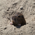 Pocket gopher