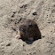 Pocket gopher