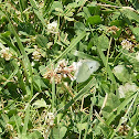 Cabbage White