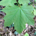 Sugar maple