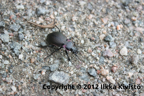 Spotting Image 1