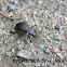 Wood Carabid