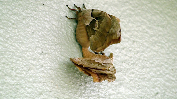 Spotting Image 1