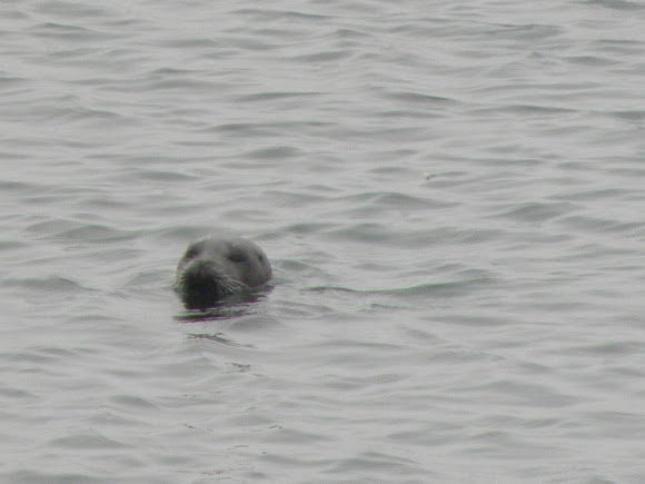 Spotting Image 1