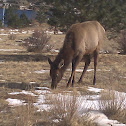 Elk