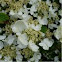 Viburnum plicatum