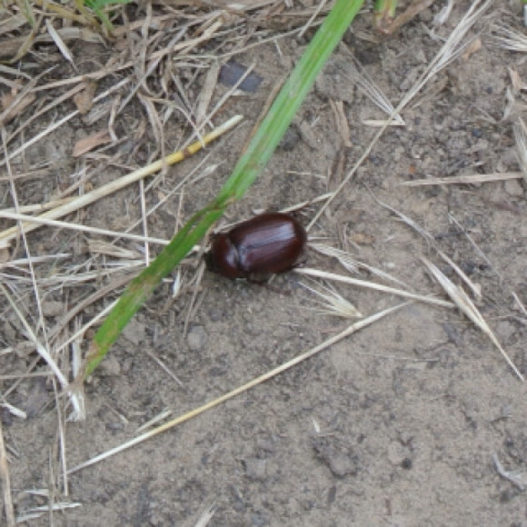 Spotting Image 1
