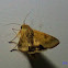Cotton Bollworm