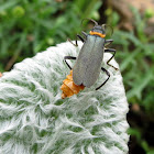 Plague soldier beetle