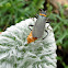 Plague soldier beetle