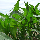 maize or corn