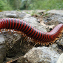 Millipede