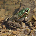 Green Frog