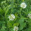 White clover