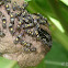Paper Wasp