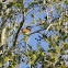 Great Kiskadee