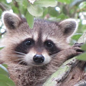 Juvenile raccoon