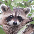 Juvenile raccoon