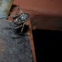 Walnut Orbweaver