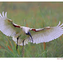 Black-headed Ibis
