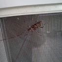Long Horned Beetle