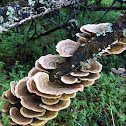 False turkeytails