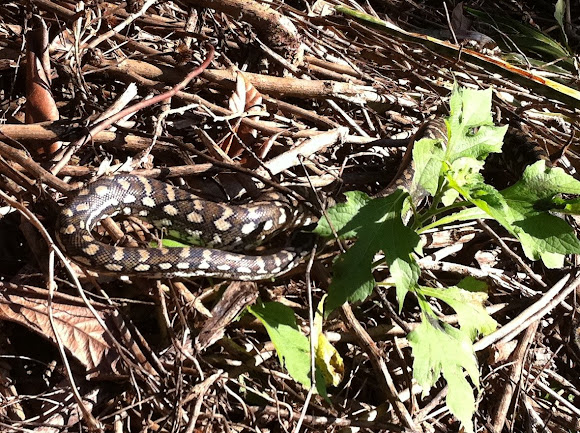 Spotting Image 1