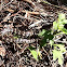 Carpet python