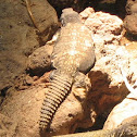 Spiny-Tailed Lizard