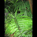 Cycad