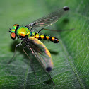 long-legged flies
