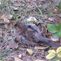 sparrow