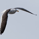 Kelp Gull