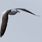 Kelp Gull