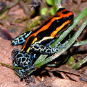 Poison Dart Frog