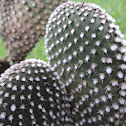 Prickly Pear Cactus