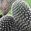 Prickly Pear Cactus