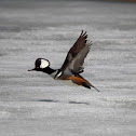 Hooded Merganser