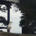 Sea gull