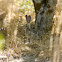 Hare
