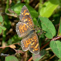 Phaon Crescent